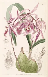 Encyclia adenocaula（syn。Epidendrum verrucosumとして）